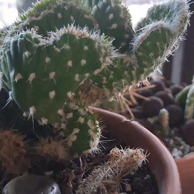 Photo of the plant species Arborescent Prickly Pear by @LikableMelon36 named Stella on Greg, the plant care app