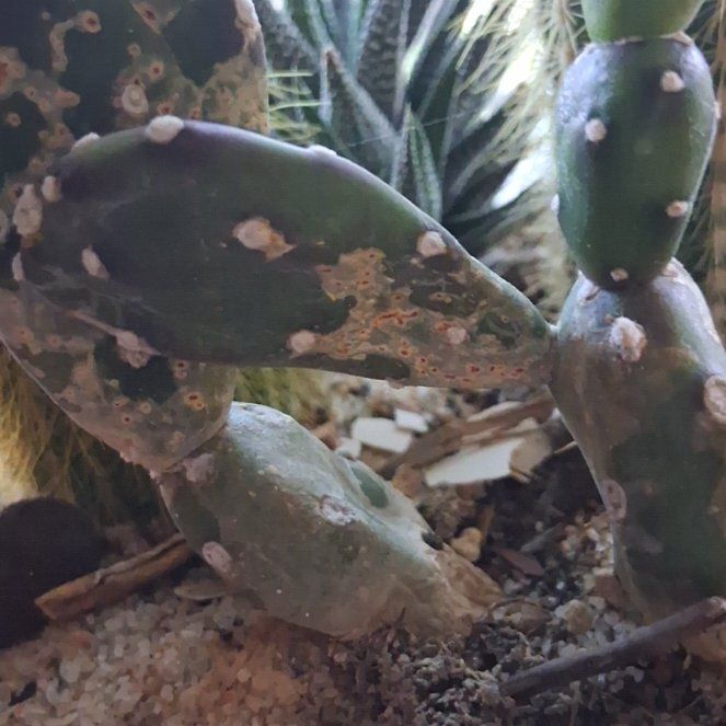 Photo of the plant species Cochineal Cactus by @LikableMelon36 named Fernie Mercury on Greg, the plant care app