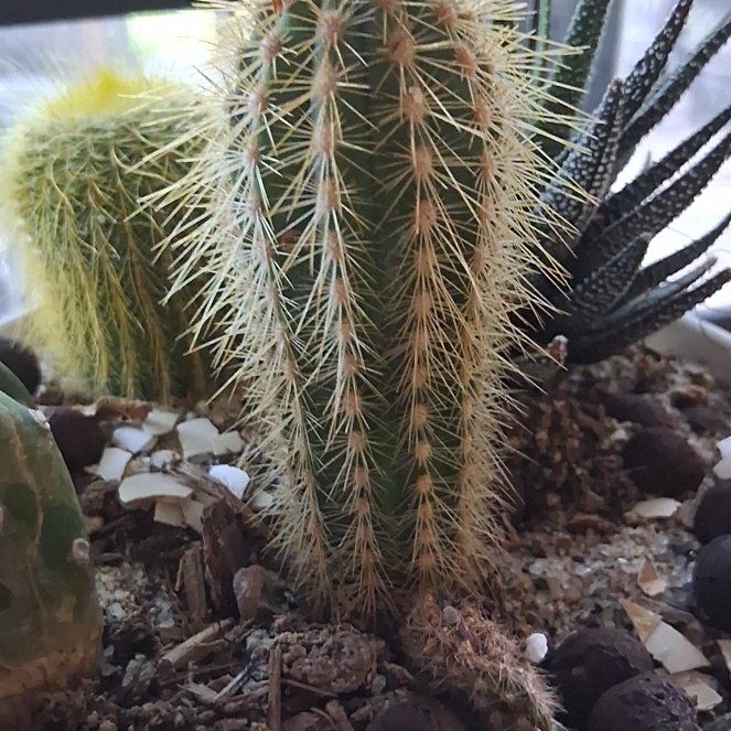 Photo of the plant species Mexican Giant Cactus by @LikableMelon36 named Sol on Greg, the plant care app