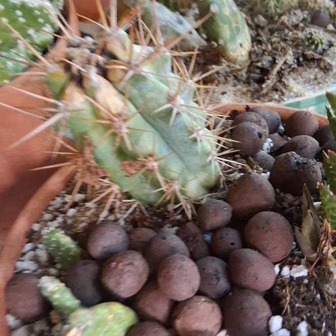 Photo of the plant species Brittle Prickly Pear by @LikableMelon36 named Delilah on Greg, the plant care app