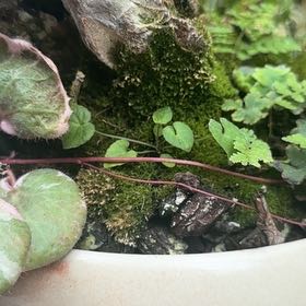 Photo of the plant species American Liverleaf by @EarlyLantana47 named Einstein on Greg, the plant care app