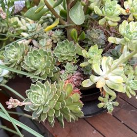 Photo of the plant species Livelong Saxifrage by @YesNinebark26 named Succulents on Greg, the plant care app