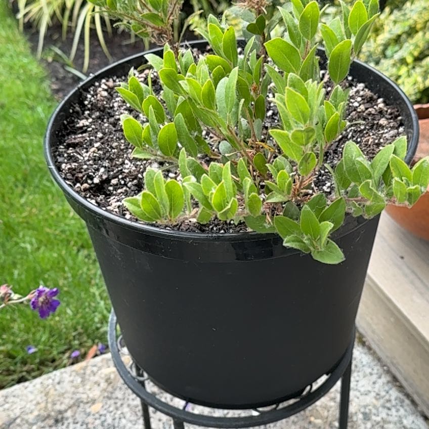 Photo of the plant species Manzanita by @YesNinebark26 named Manzanita on Greg, the plant care app