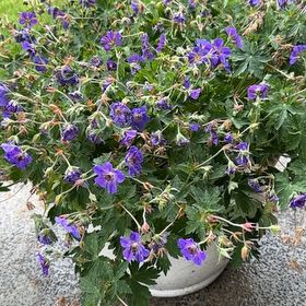 Photo of the plant species Meadow Geranium by @YesNinebark26 named Hardy Geranium on Greg, the plant care app