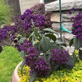 Photo of the plant species Heliotropium arborescens by @YesNinebark26 named Heliotrope on Greg, the plant care app