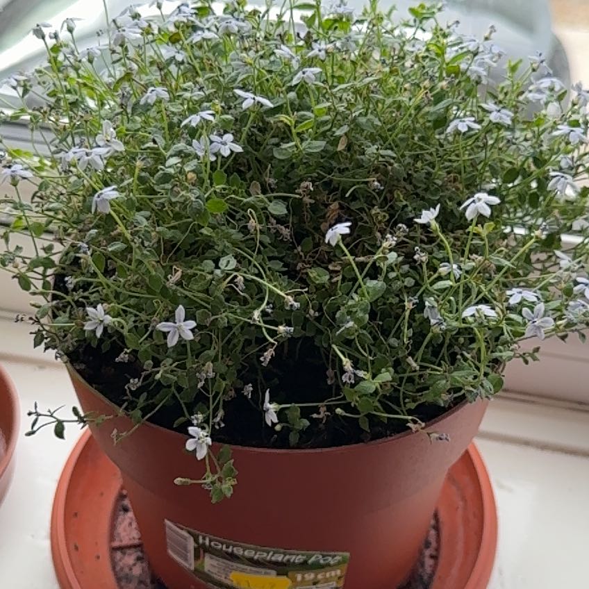 Photo of the plant species Pratia 'Celestial Spice' by @AmyRose0202 named Morgan Treeman on Greg, the plant care app