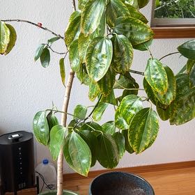 Photo of the plant species Cinnamon by @AccordantSucc69 named Bella on Greg, the plant care app