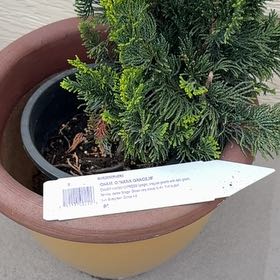 Photo of the plant species Dwarf Hinoki Cypress by @AccordantSucc69 named Captain Plant-it on Greg, the plant care app