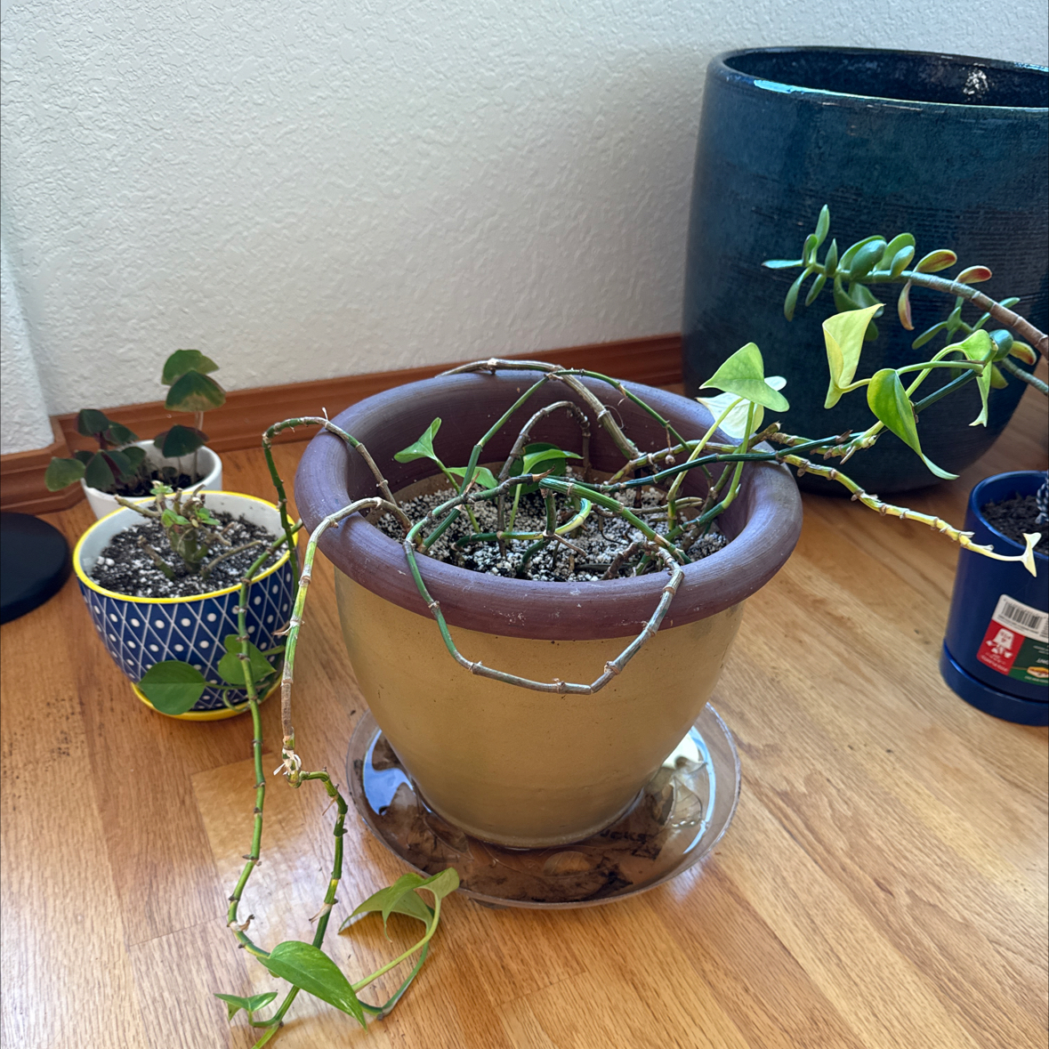 Photo of the plant species Flaming Katy 'Album' by @AccordantSucc69 named Harry on Greg, the plant care app