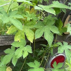 Photo of the plant species Japanese Hop by @CuteSucculent73 named Sir Plancelot on Greg, the plant care app