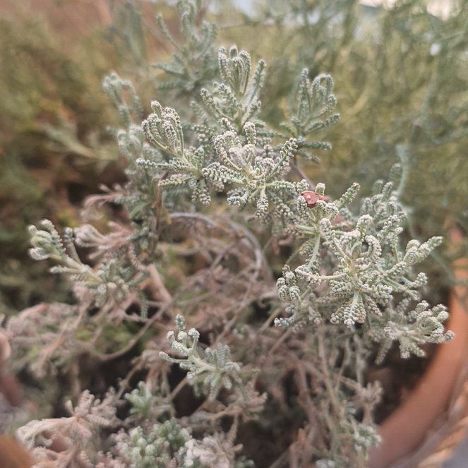 Photo of the plant species Cotton Lavender by @TrueRosemoss77 named Lavender on Greg, the plant care app