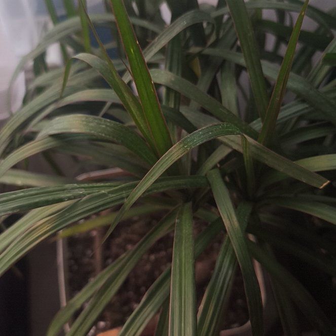 Photo of the plant species Draceana marginata by @TrueRosemoss77 named Treeyoncé on Greg, the plant care app