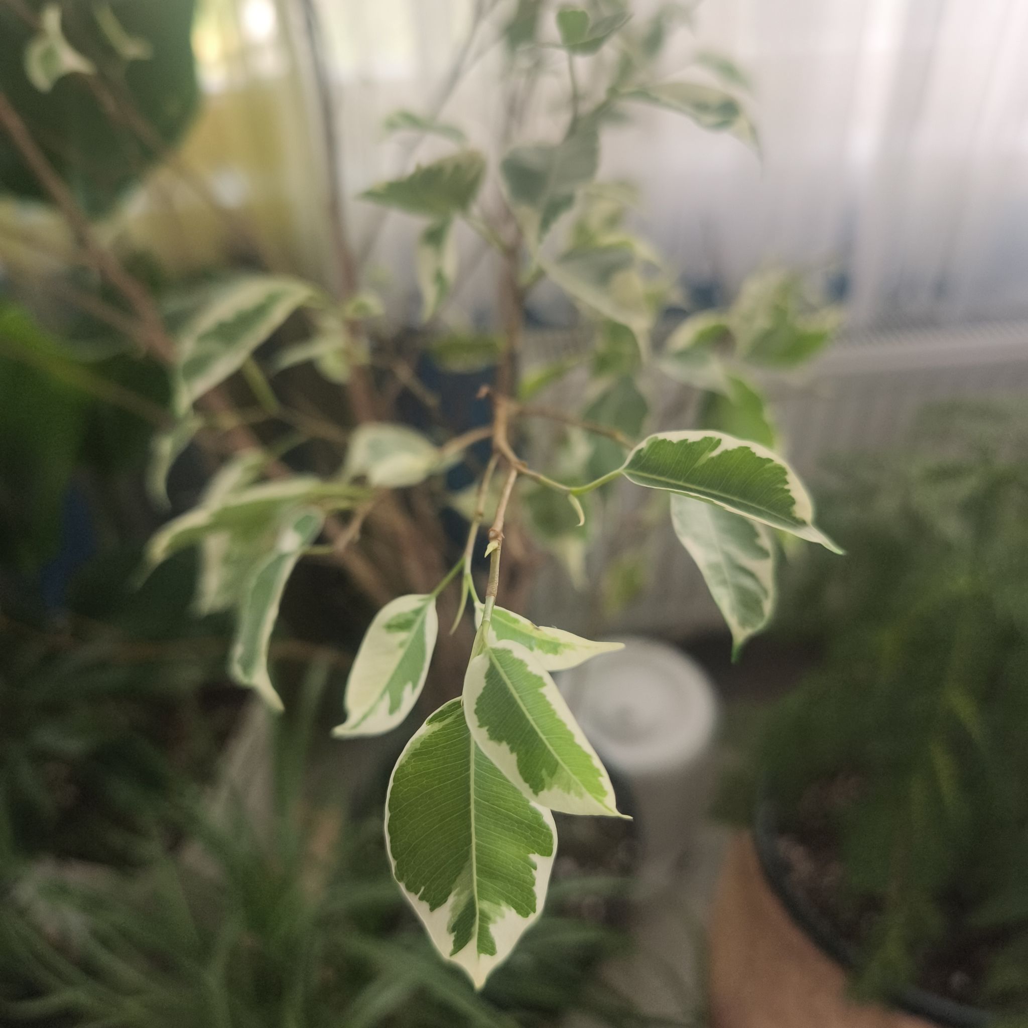 Photo of the plant species Ficus 'Starlight' by @TrueRosemoss77 named Ronaldo on Greg, the plant care app