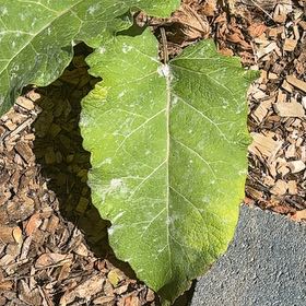 Photo of the plant species Lesser Burdock by @LadyNectarine88 named Bodhi on Greg, the plant care app