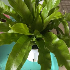 Photo of the plant species Chrissy Fern by @SlickAjwain98 named Chrissy on Greg, the plant care app