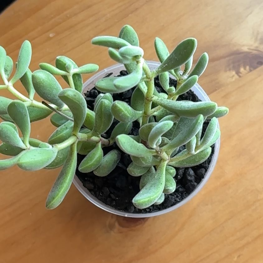 Photo of the plant species Crassula Green Beans by @VerdantVibes named Greenley on Greg, the plant care app