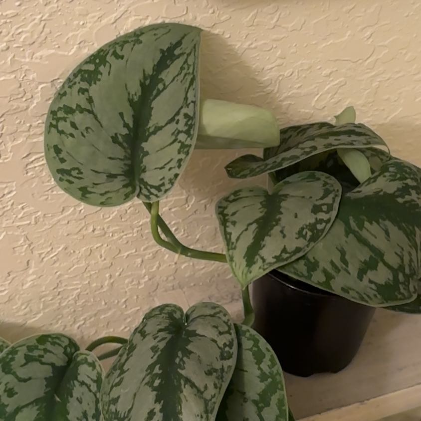 Photo of the plant species Scindapsus pictus 'Silver Splash' by @VerdantVibes named Sable on Greg, the plant care app