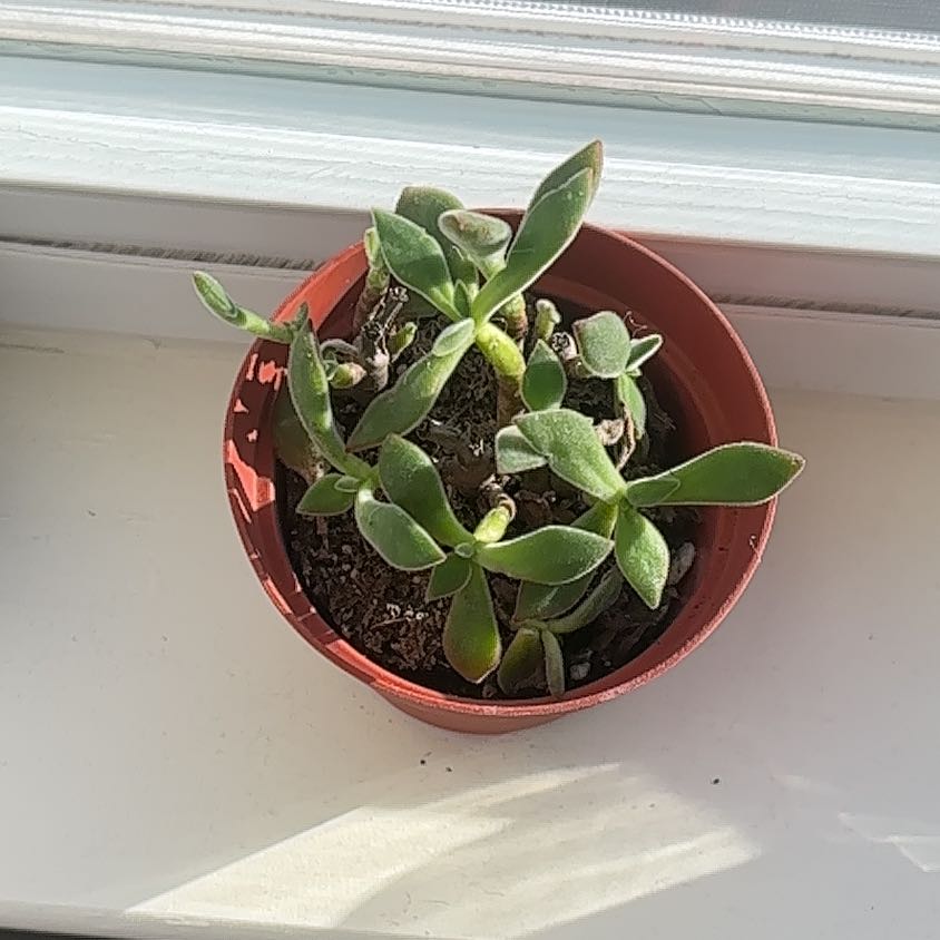 Photo of the plant species Ruby Slippers by @VerdantVibes named Dorothy 👠🌪️ on Greg, the plant care app