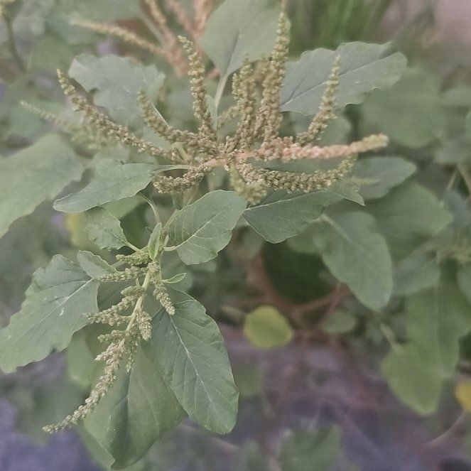 Photo of the plant species Amaranth Pigweed by @EarthlyShadbush named Scarlett on Greg, the plant care app