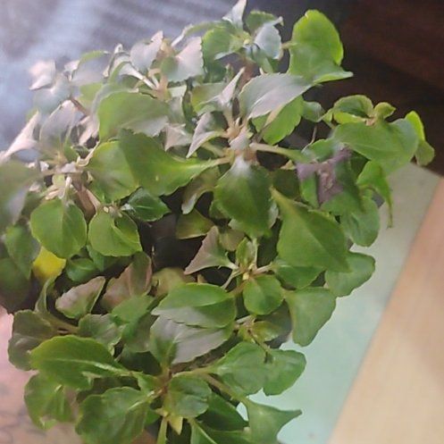 Photo of the plant species Violet Impatiens by @AceTigerlily82 named Wall-E on Greg, the plant care app