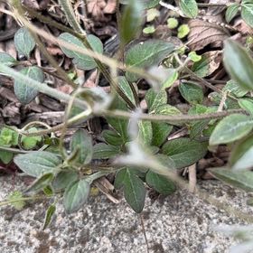 Photo of the plant species Fragrant Virgin's Bower by @WinPawpaw71 named Tupot amaroot on Greg, the plant care app