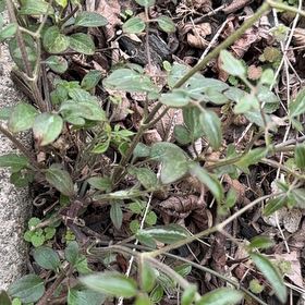 Photo of the plant species Fragrant Virgin's Bower by @WinPawpaw71 named Robert Plant on Greg, the plant care app