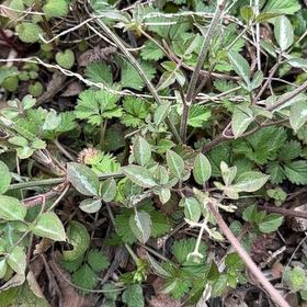 Photo of the plant species Arabian Pea by @WinPawpaw71 named da Vinci on Greg, the plant care app