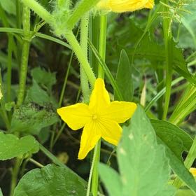 Photo of the plant species Cucumber by @WinPawpaw71 named Sir Plancelot on Greg, the plant care app