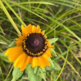 Photo of the plant species Blackeyed Susan by @WinPawpaw71 named Orlando Bloom on Greg, the plant care app