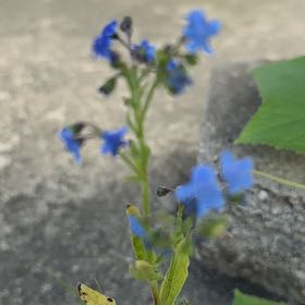 Photo of the plant species Chinese Forget-Me-Not by @WinPawpaw71 named Sage on Greg, the plant care app