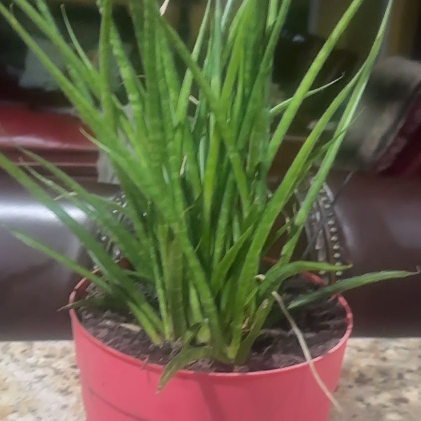 Photo of the plant species Salsify by @FirstTupeia39 named Lebron on Greg, the plant care app