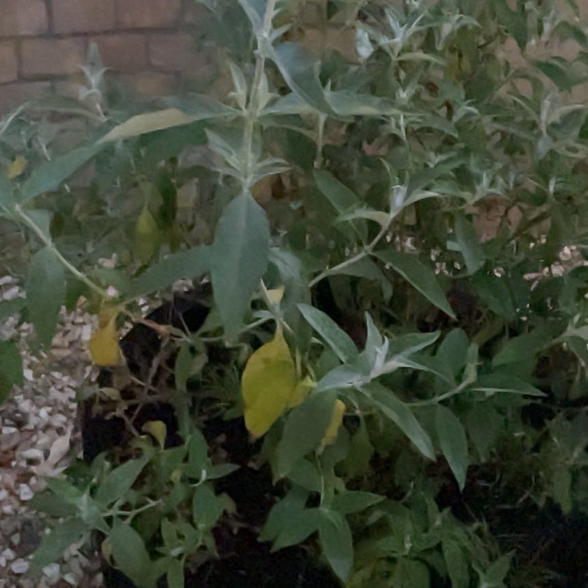 Photo of the plant species Orange Eye by @CourteousPothos named Darwin on Greg, the plant care app