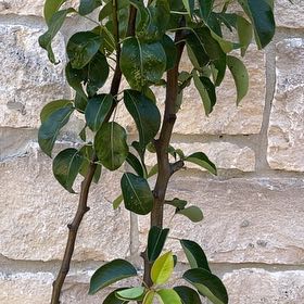 Photo of the plant species Common Pear by @Arrendene named Pear on Greg, the plant care app