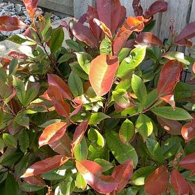 Photo of the plant species Photinia 'Redstart' by @Arrendene named Red Robin on Greg, the plant care app