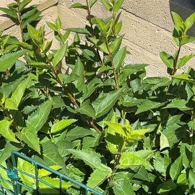 Photo of the plant species Border Forsythia by @Arrendene named Forsythia on Greg, the plant care app