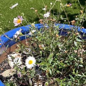 Photo of the plant species Latin American Fleabane by @Arrendene named Mexican Fleabane on Greg, the plant care app