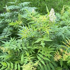 Photo of the plant species False Spiraea by @SturdyMostii89 named Kardashian on Greg, the plant care app