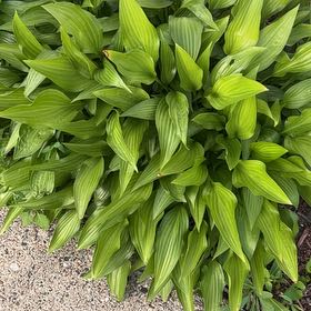 Photo of the plant species European White Hellebore by @SturdyMostii89 named Figyonce on Greg, the plant care app