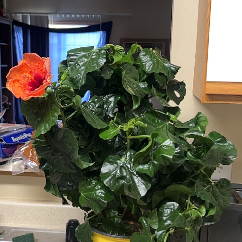 Photo of the plant species Variegated Red Hot Hibiscus by @FabMelon38 named hottie on Greg, the plant care app