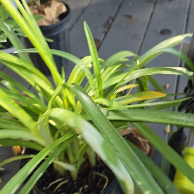 Photo of the plant species Agapanthus 'Blue' by @AgileAjwain23 named Bluey on Greg, the plant care app