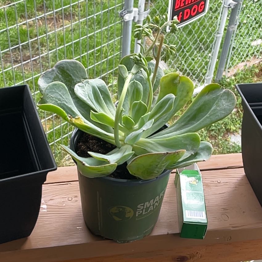 Photo of the plant species Echeveria 'Blue Sky' by @VastBuroak2 named Rainier on Greg, the plant care app