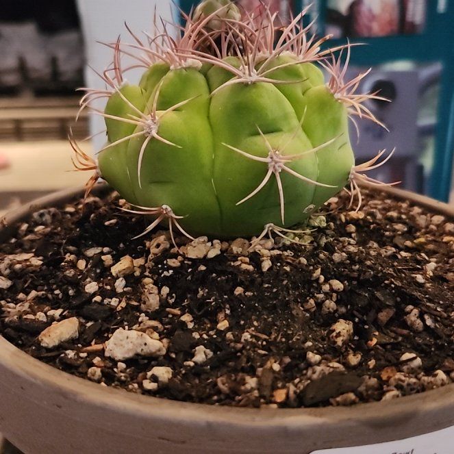 Photo of the plant species Bruch's Chin Cactus by @VipClusia18 named Chuck on Greg, the plant care app