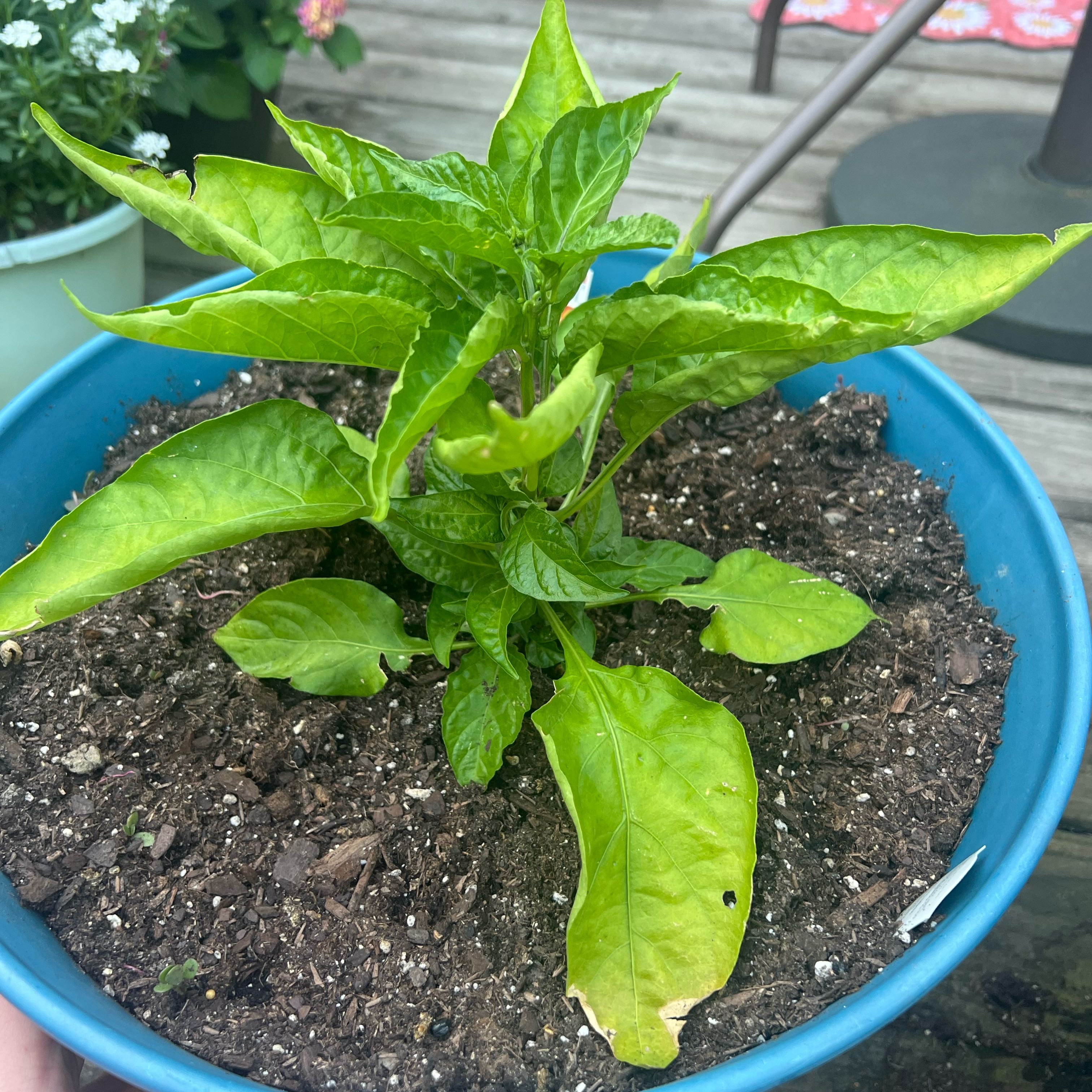 Photo of the plant species Scotch Bonnet Pepper by @QueenAllspice98 named Sonora on Greg, the plant care app