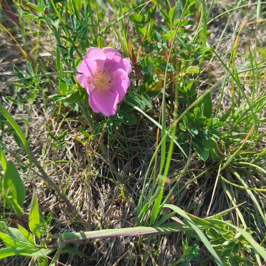 Photo of the plant species Smooth Rose by @JocosePinoak36 named Athena on Greg, the plant care app