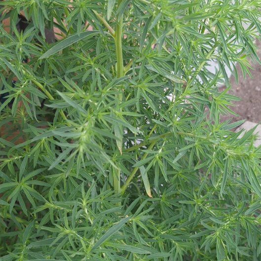 Photo of the plant species Mexican Burningbush by @JocosePinoak36 named Huckleberry Fern on Greg, the plant care app