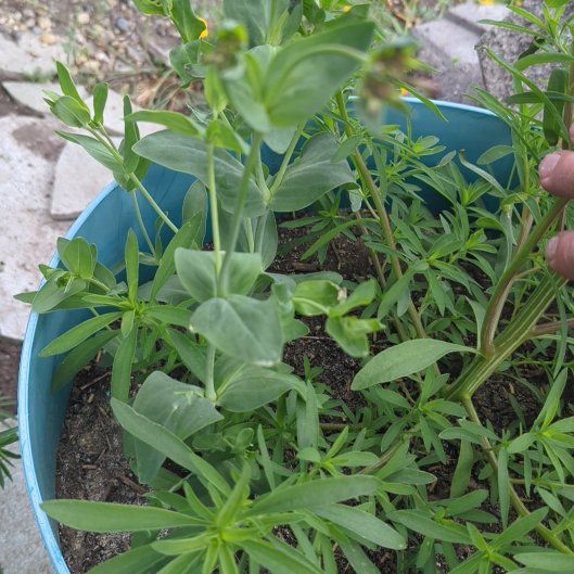 Photo of the plant species Showy Prairie Gentian by @JocosePinoak36 named Homer on Greg, the plant care app