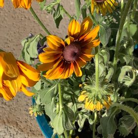 Photo of the plant species Rising Sun Chestnut Gold Rudbeckia by @JazzyPlanty49 named Spike leaves on Greg, the plant care app