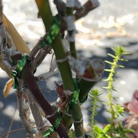 Photo of the plant species American Pondweed by @LivelyAgave72 named Gomez on Greg, the plant care app