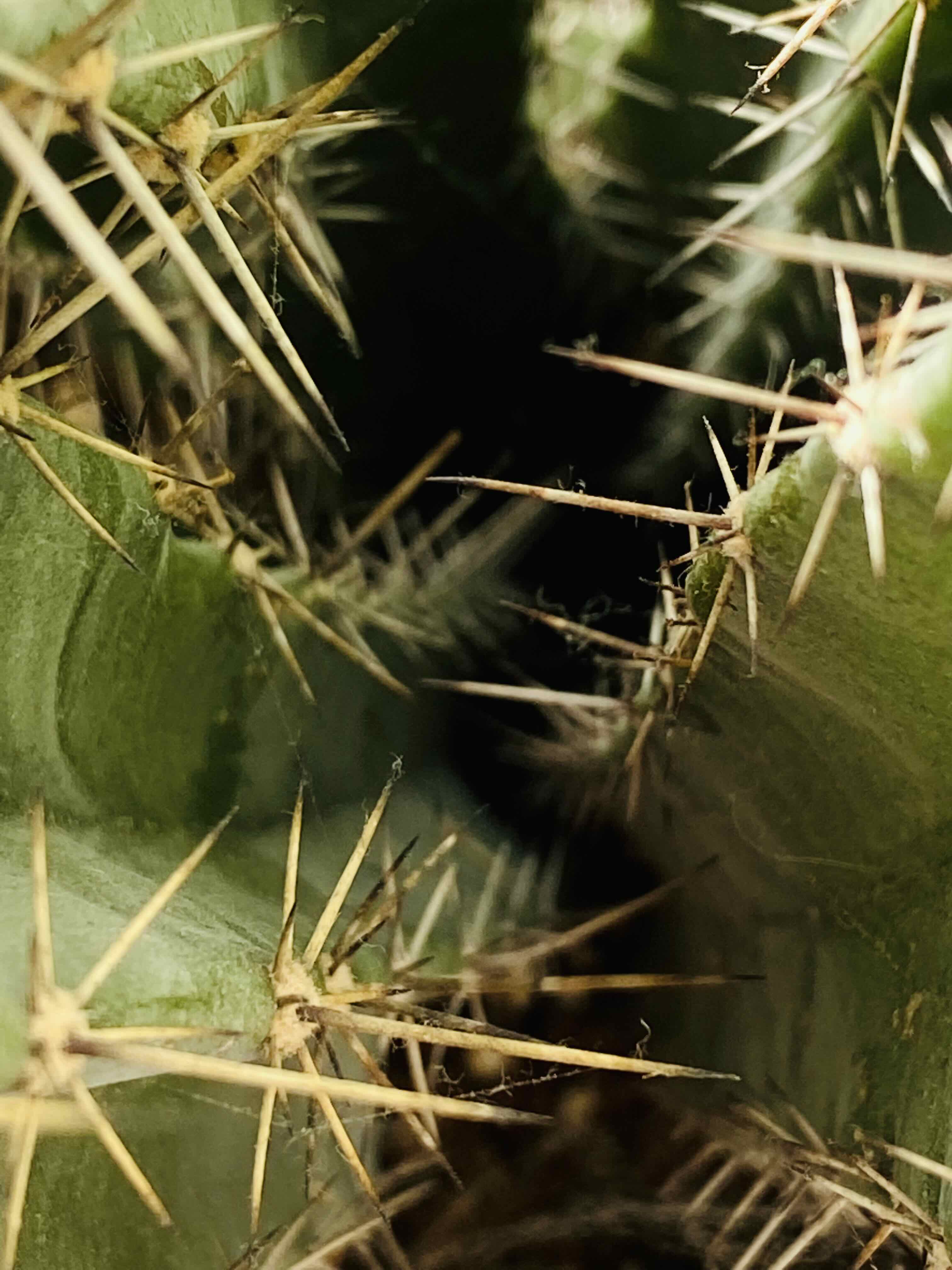 Close-up of a Polaskia chichipe cactus with prominent spines.