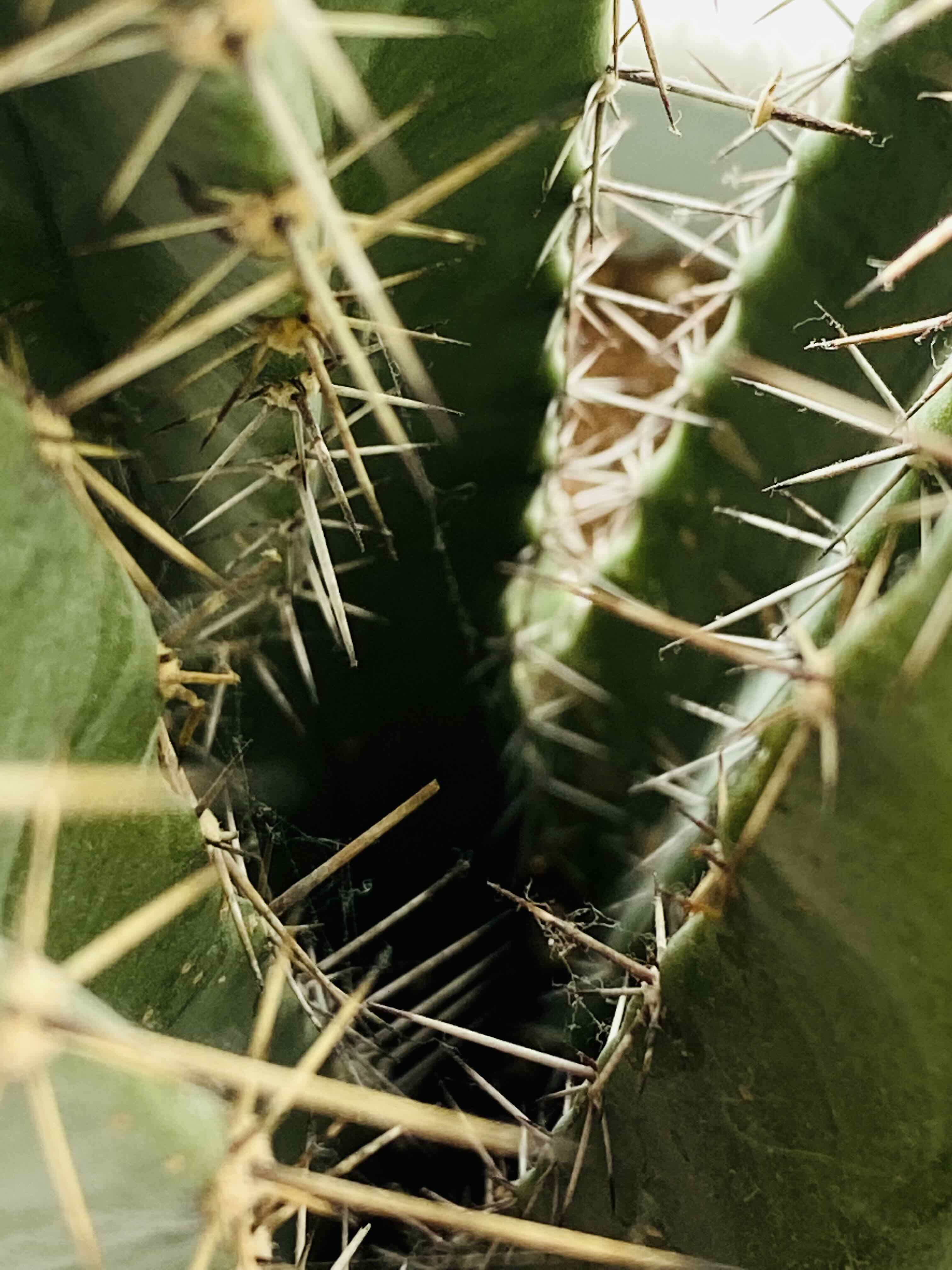 Close-up of a Polaskia chichipe cactus with prominent spines.